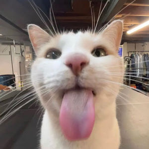 Meet your Posher, Aimal